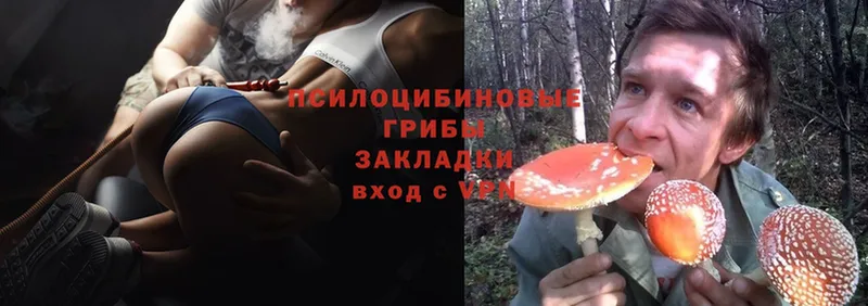 Галлюциногенные грибы Psilocybe  Лахденпохья 